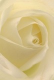 This image draws you directly into the heart of a cream-white rose-a space as inviting as the quiet mornings along Reading's riverside. The tightly spiraled petals unfold with a delicate, nearly translucent quality, their surfaces whisper-soft as if brushed with dew lifting from a Sonning Lane garden. Gentle shadows curl between each ivory layer, adding a serene sense of depth and intimacy to the composition. The atmosphere is peaceful and reflective, capturing a stillness that feels both comforting and inspiring, much like the sense of hope that lingers in Reading during springtime. To a florist's eye, this rose stands as the purest embodiment of reverence, perfectly suited for conveying sympathy, sincere admiration, or new beginnings celebrated in local homes. The perspective is so immersive you can almost sense the subtle, sweet notes of its fragrance-unmistakable, yet never overpowering. Each petal and shadow tells a story of thoughtful floral artistry, echoing the care and intention behind every bouquet chosen for cherished moments throughout Reading.